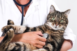 Closeup of a cat getting checked by doctor